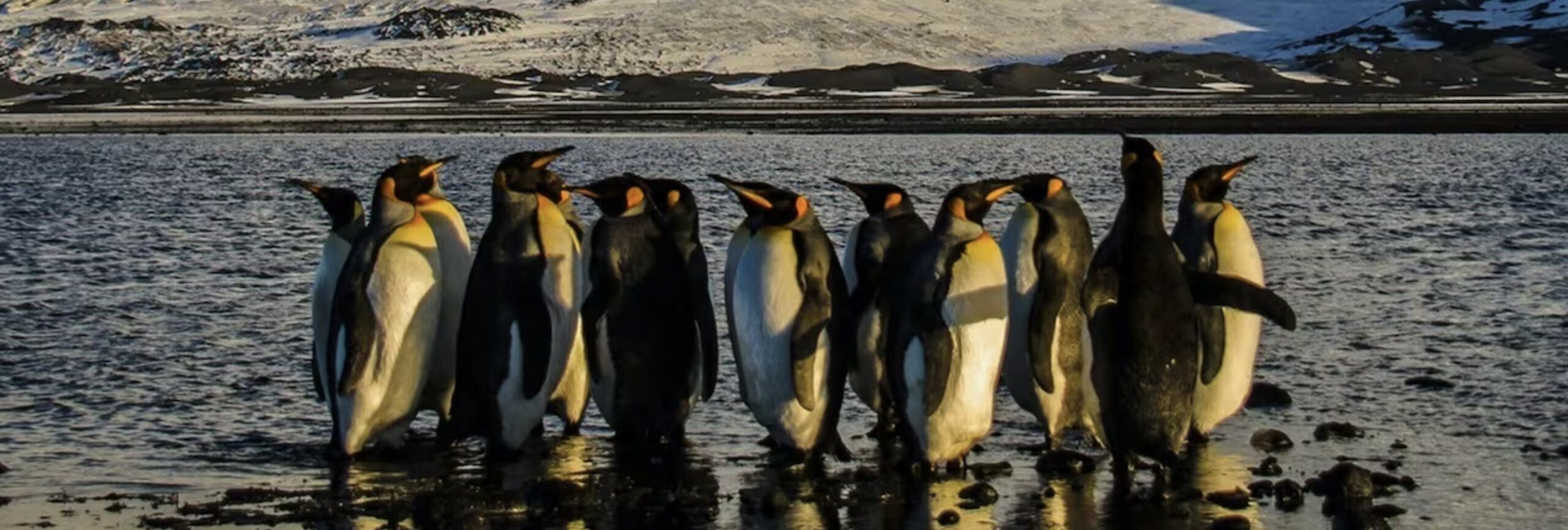 Penguins Against Tariffs Car Magnet or Bumper Sticker, Political Resistance Activism, Anti oligarchy FDT, subtle anti trump magnet